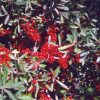 Silver Buffaloberry #1 - Image 2